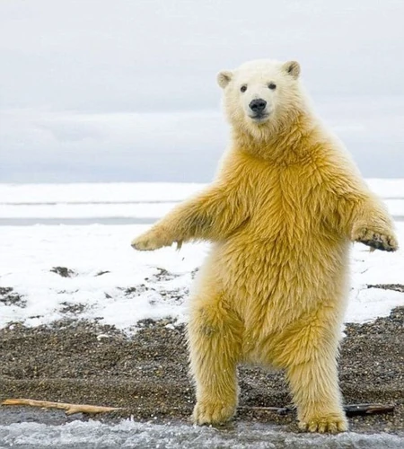 Dancing Bear